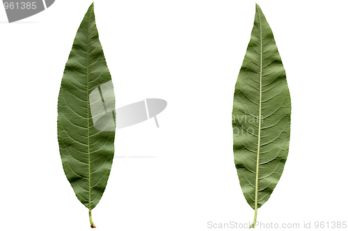 Image of Peach leaf