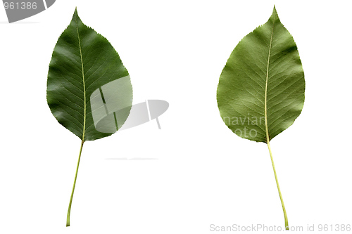Image of Pear leaf