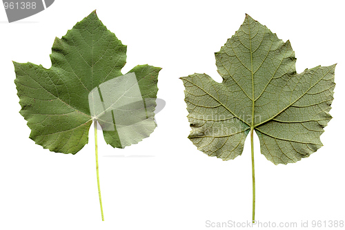 Image of Vitis leaf