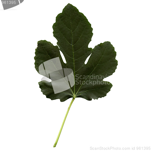 Image of Fig leaf