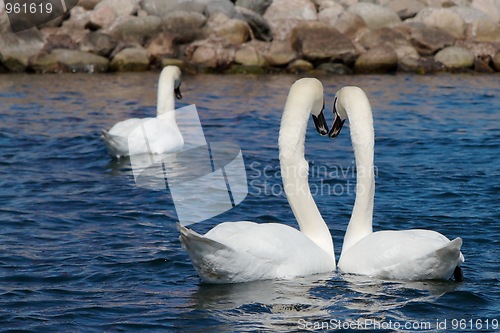 Image of Two Swans look away