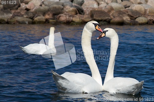 Image of Two Swans