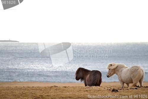 Image of Icelandic horses