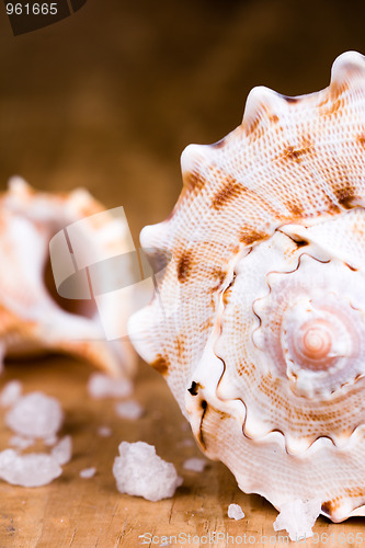 Image of sea shells and salt