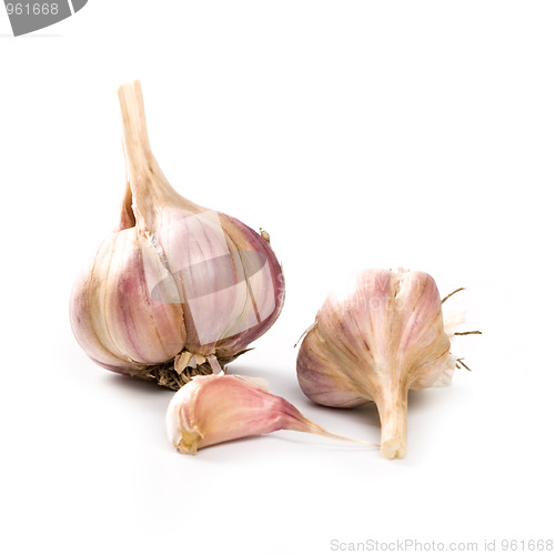 Image of fresh garlic