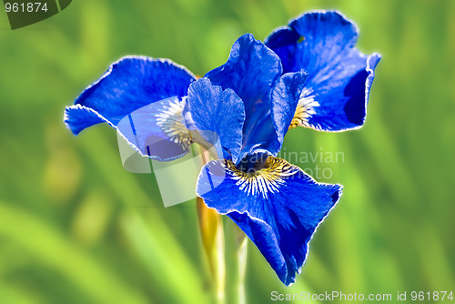 Image of Blue iris