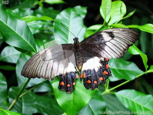 Image of Big Butterfly