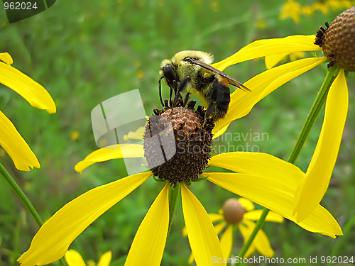 Image of Bee On Yellow Flower