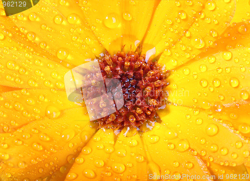 Image of Orange flower of calendula with dew