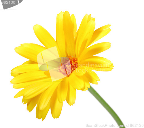 Image of One orange flower of calendula