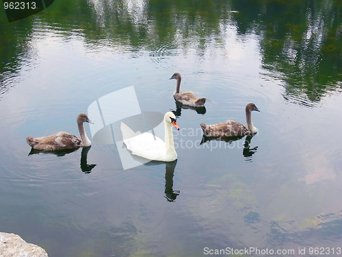 Image of Swan with chicks  