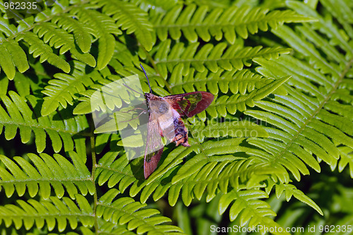 Image of Moth on a fern