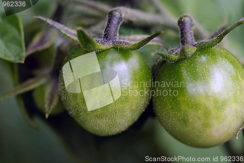 Image of Green Tomatoes