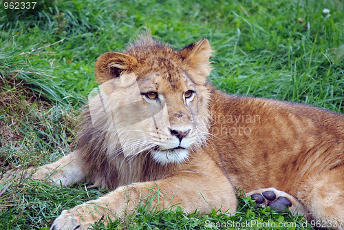 Image of Young male lion