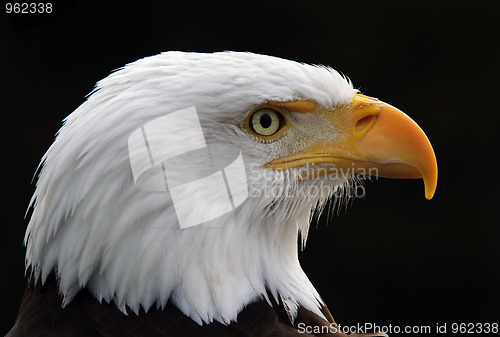Image of Bald eagle