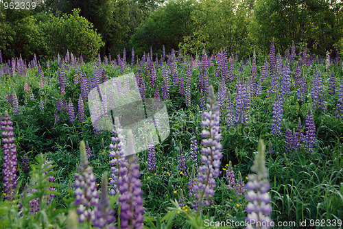 Image of Wild Lupines