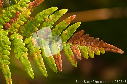Image of fern in fall
