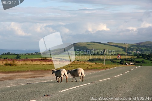 Image of two sheep