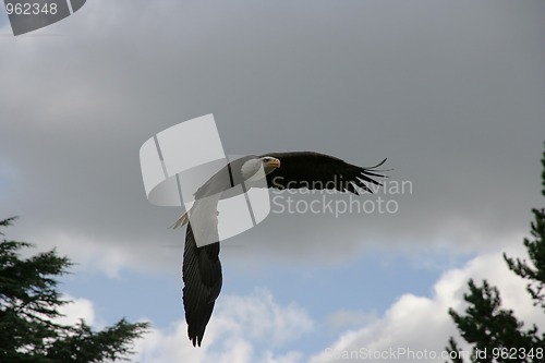 Image of bald eagle