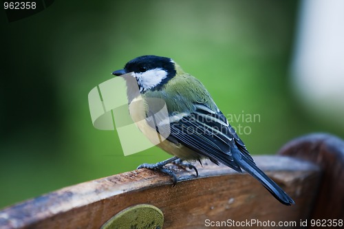 Image of great tit