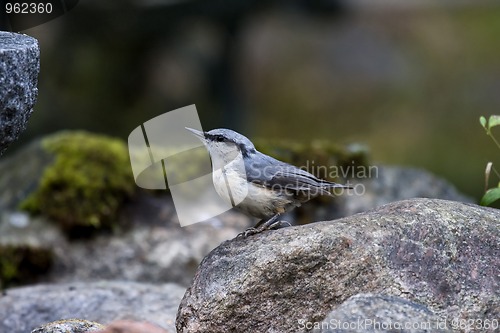 Image of Nuthatch