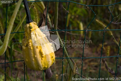 Image of squash or pumpkin