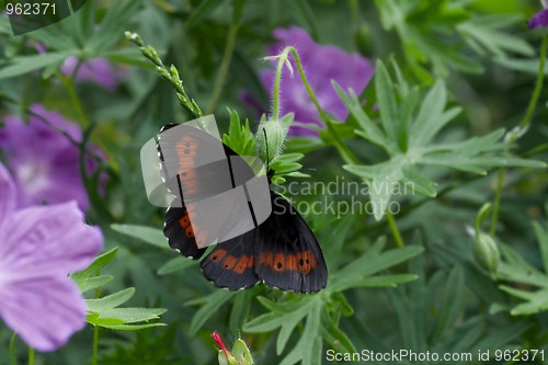 Image of butterfly