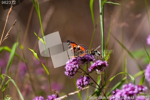 Image of butterfly
