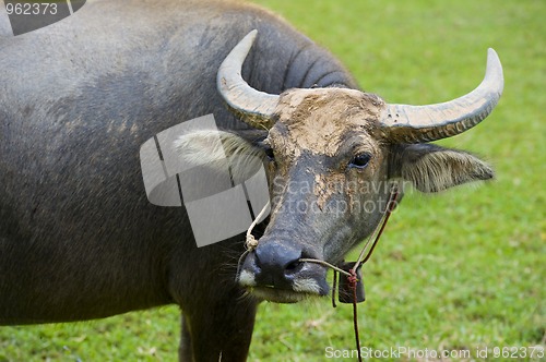 Image of watterbuffalo in thailand