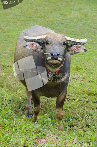 Image of watterbuffalo in thailand