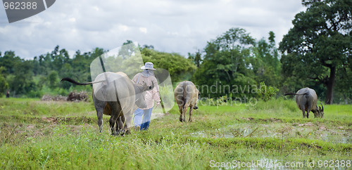 Image of asian farmer with water buffaloes