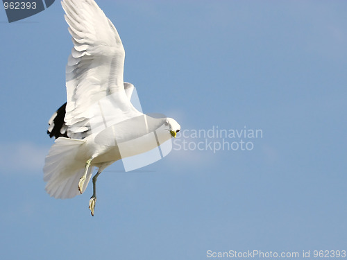 Image of Seagull in flight on background blue sky