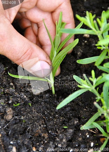 Image of Planting lavender