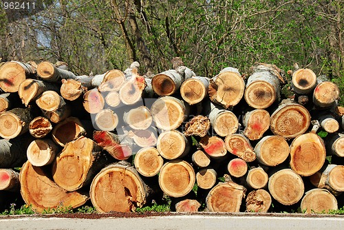 Image of Firewood pile outdoor