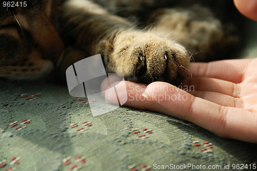 Image of Cat paw on human hand