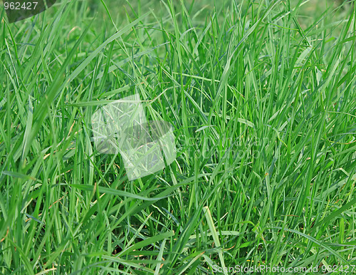 Image of Green grass