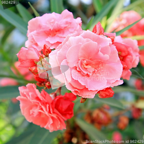 Image of Spring flowers