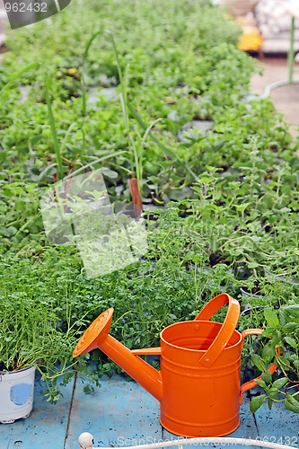 Image of The green plants
