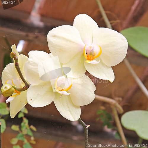 Image of The orchid