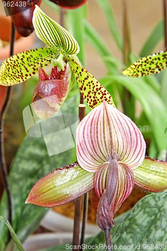 Image of The orchid