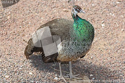 Image of The peacock