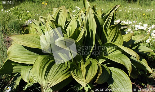 Image of Plant