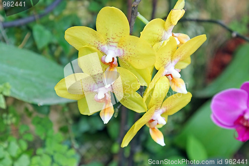 Image of The orchid