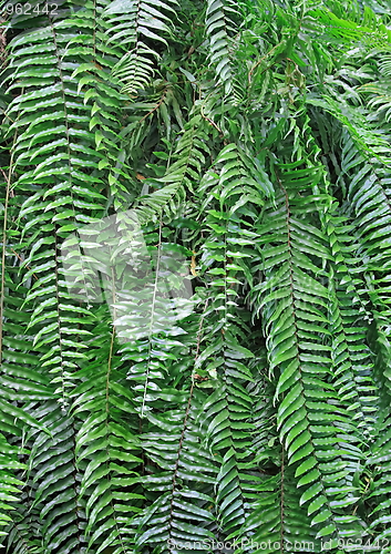 Image of The green trees