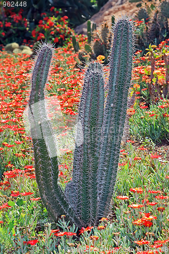 Image of The cactus