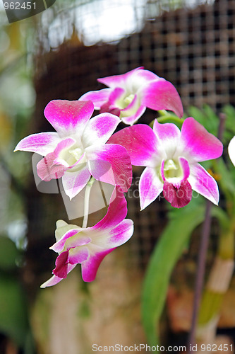 Image of The orchid