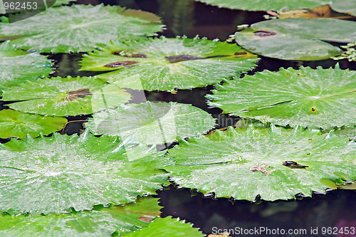 Image of The pond