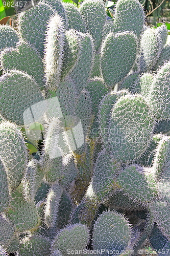 Image of The green cactus
