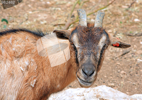 Image of The goat