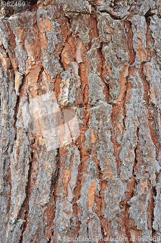 Image of Wooden texture